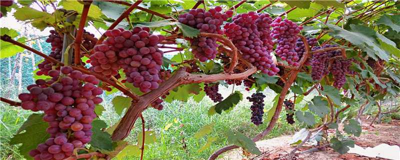 新疆葡萄种植技术（新疆葡萄种植方法）
