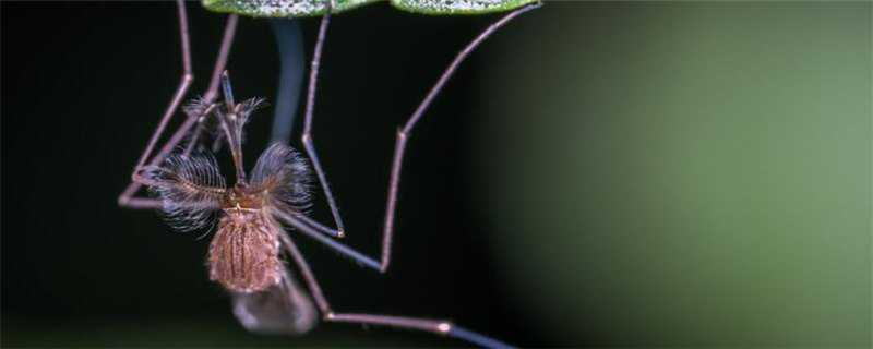 蚊子是怎么繁殖的 蚊子是怎么繁殖的图片