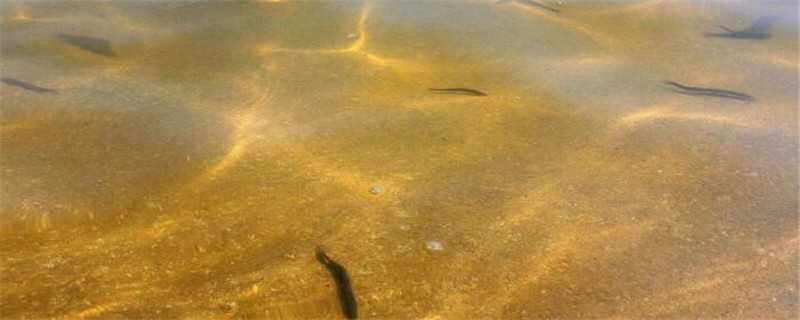 泥鳅是怎么繁殖的 泥鳅自然繁殖方法