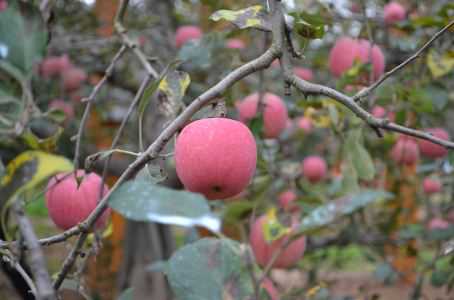 夏季苹果病虫害防治方法有哪些 苹果病虫害及防治措施