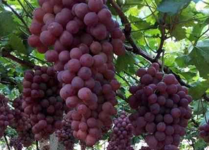 晚红葡萄有哪些特性 早红葡萄有哪些品种
