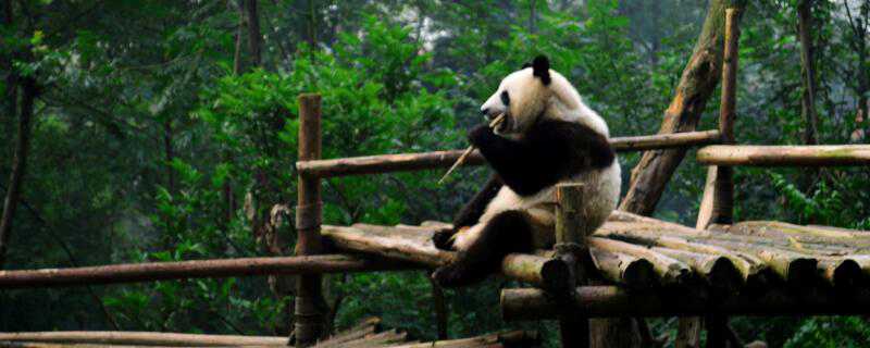 大熊猫是什么科动物 大熊猫是什么科动物 百度网盘