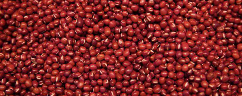 红豆什么时候成熟 红豆什么时候成熟季节