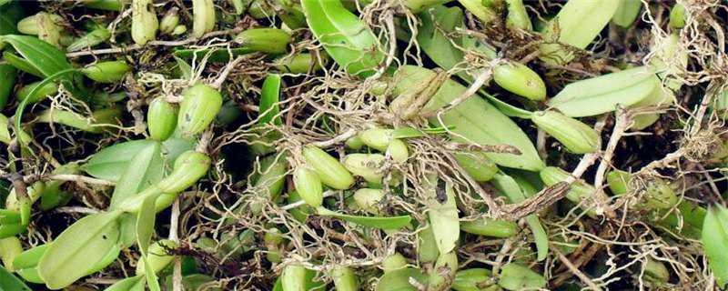 石橄榄种植技术 石橄榄 种植