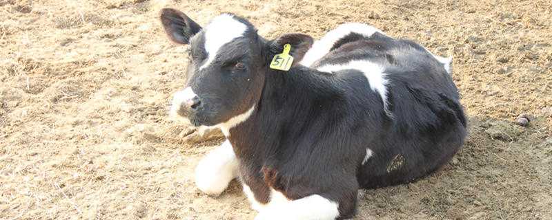 繁殖母牛的养殖技术 繁殖母牛的养殖技术和方法