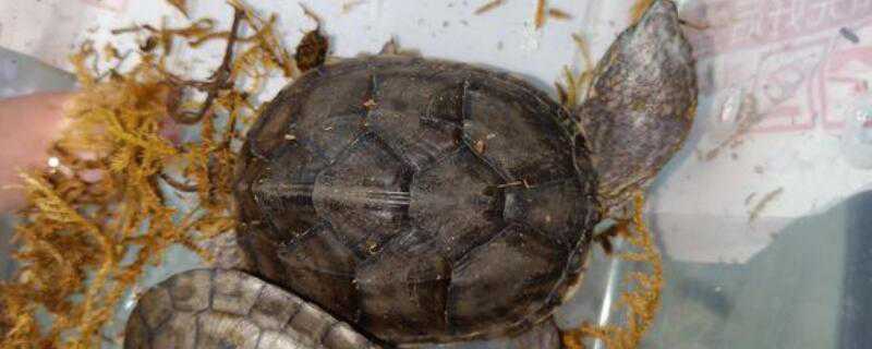 草龟怎么养成墨龟 草龟养成墨龟要多少年