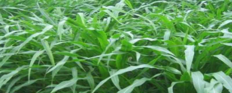 苏丹草种植技术 苏丹草种植技术和时间