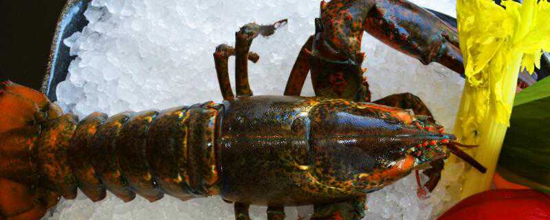 养殖龙虾病害怎么治 小龙虾养殖病虫防治