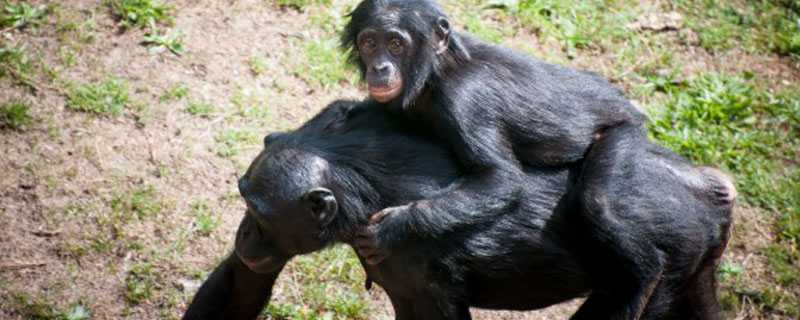黑猩猩的天敌是什么 黑猩猩有没有天敌