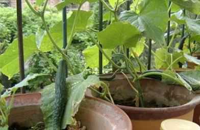 盆栽黄瓜的种植方法是什么 黄瓜种的种植方法