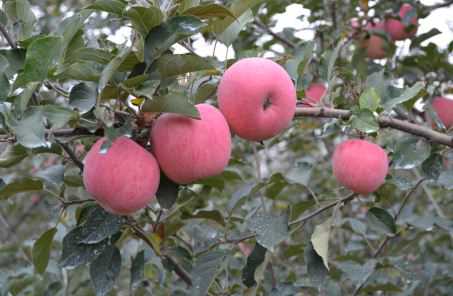 苹果树一般什么时间种（苹果树一般什么时间种植）