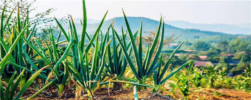 大葱种植时间和方法 北方大葱种植时间和方法