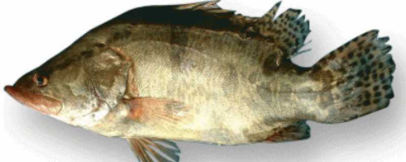桂花鱼养殖条件 桂花鱼养殖条件是什么