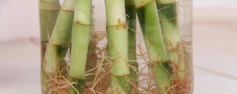 水养龙竹怎么养 水养龙竹怎么养才能更旺盛