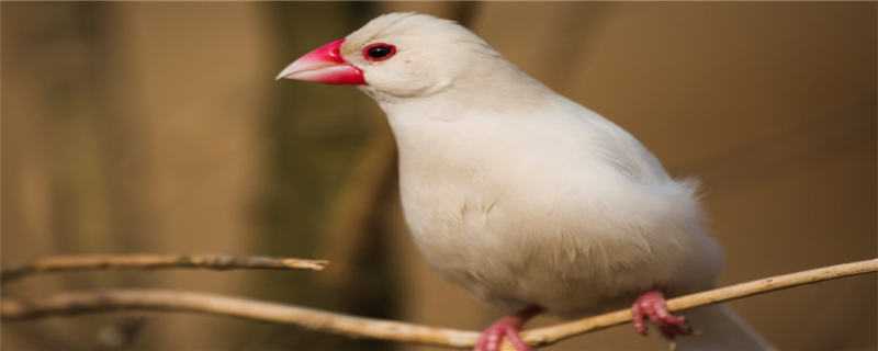 白文鸟怎么养 白文鸟怎么养它的寿命多长