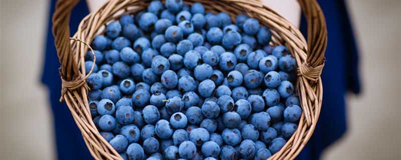 大棚蓝莓什么时候成熟 大棚蓝莓什么时候成熟上市