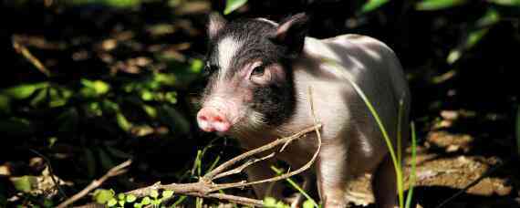 香猪保种基地是哪个县 环江香猪原种保种场