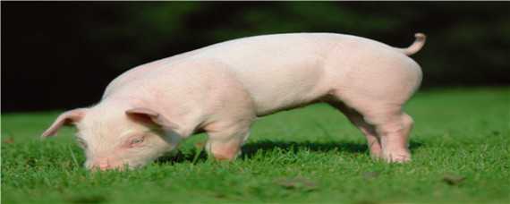 猪的品种有哪些 我国新培育的猪的品种有哪些