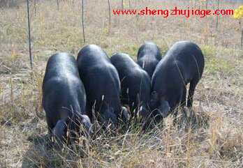 国家级猪新品种“豫南黑猪”介绍 优质黑猪品种介绍