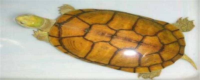黄喉水龟和中华草龟的区别在哪（黄喉龟是草龟吗）