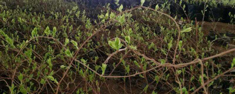 软枣树种植几年能结果 软枣树苗几年结果