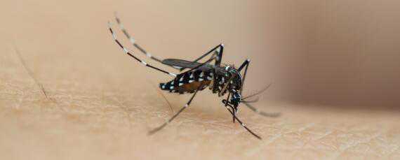 养殖场大面积杀蚊子用什么药 养殖场用什么药灭蚊蝇