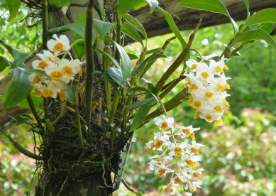 球花石斛的种植方法，养护要点有哪些