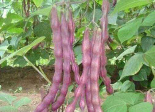 紫皮芸豆的功效与作用 紫皮芸豆的功效与作用禁忌