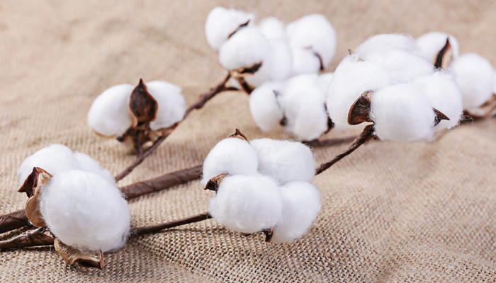 纯棉植物纤维是什么面料