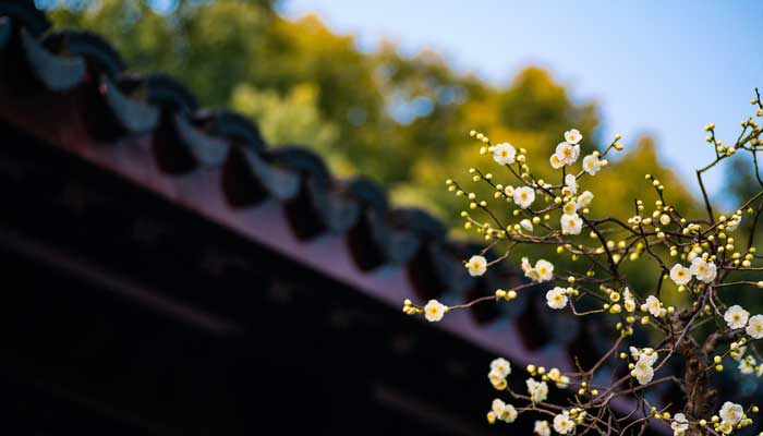 什么的梅花填空词语