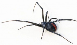如何辨认黑寡妇蜘蛛（黑寡妇是黑蜘蛛吗）