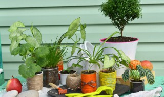 家居植物风水功能概述 家庭植物风水选择