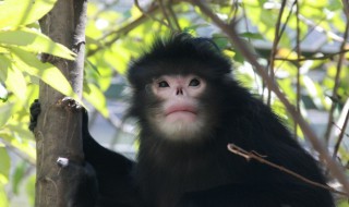 怒江金丝猴属于几级保护动物（怒江金丝猴属于什么动物）