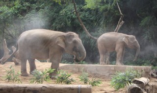 亚洲象属于几级重点保护野生动物（亚洲象属于什么级重点保护野生动物）