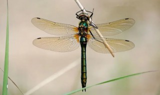 为什么蜻蜓的翅膀上有块加厚的翼眼（蜻蜓翅膀上有眼睛吗）