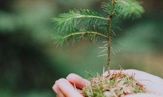 4年级植树节日记150字以上（植树节日记五年级四百字）