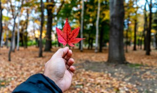 美丽的秋天作文300字三年级 美丽的秋天作文300字三年级上册语文