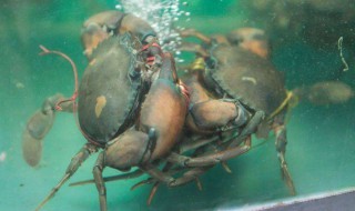 螃蟹为什么吐沫 螃蟹吐沫是什么意思