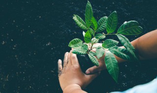 2022年植树节的来历（中国植树节来历）