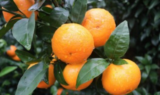 沃柑和橘子的区别（沃柑和橘子的区别图片）