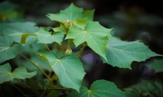 芙蓉花叶子有斑点怎么办 芙蓉花的叶片有斑点是怎么回事