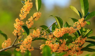 桂花树烂根怎么办（桂花树 掉叶 缺水还是烂根）