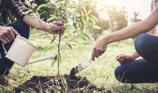 2022年植树节是什么季节 2020植树节是几月几日