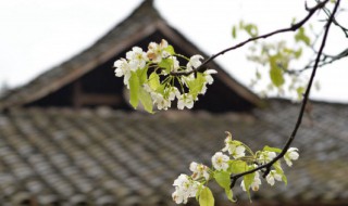 清明节几月几日（什么时候是清明节几月几日）