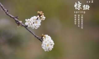 惊蛰是什么日子 惊蛰是哪一日