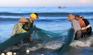 黑鱼是海鱼还是淡水 黑鱼是淡水鱼还是海水鱼?