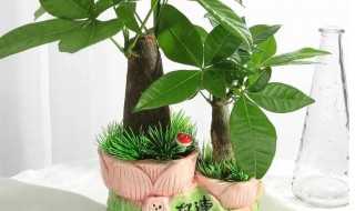 种什么植物招财（院子里种什么植物招财）