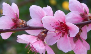 种什么花一年四季开花（种什么花一年四季开花又容易养活）