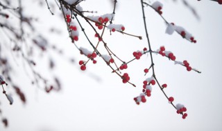 关于小雪节气发朋友圈的心情说说 今日小雪节气怎么样发朋友圈