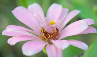 什么花的花语是忘记（什么花的花语是忘记过去）